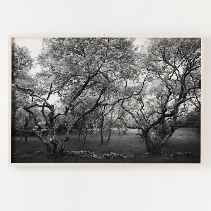 Sarah Bird, Cherry Hill Road Grove