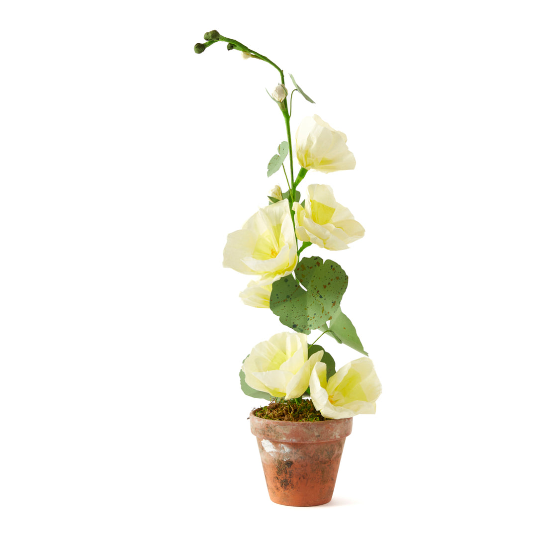 Potted Paper Hollyhock in Yellow