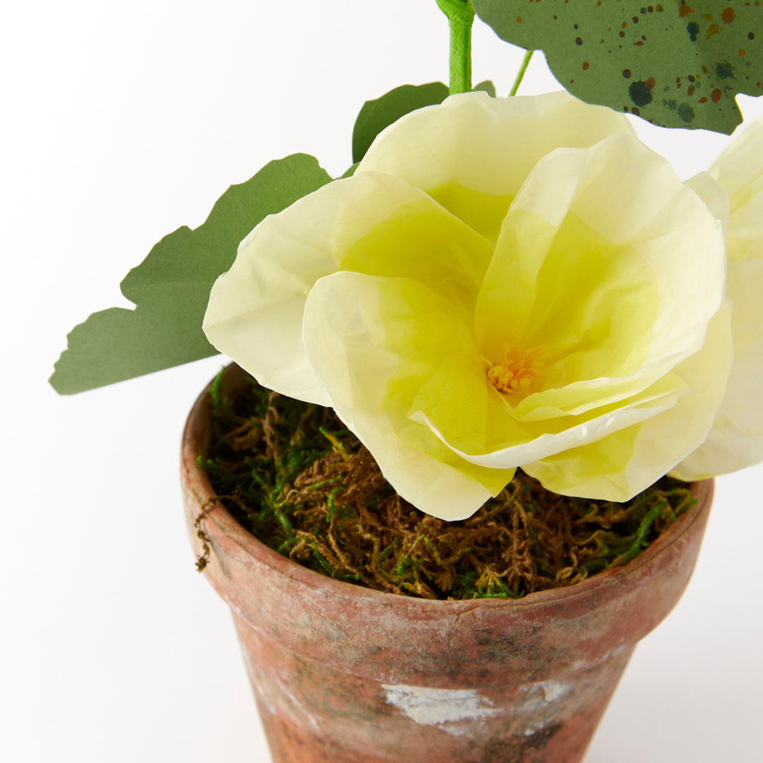 Potted Paper Hollyhock in Yellow