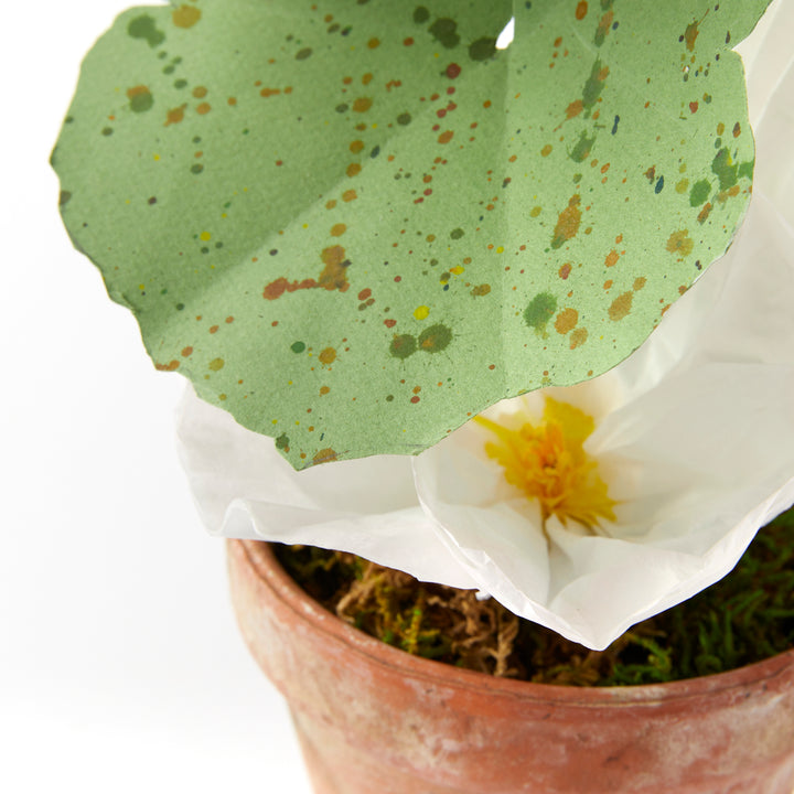 Potted Paper Hollyhock in White