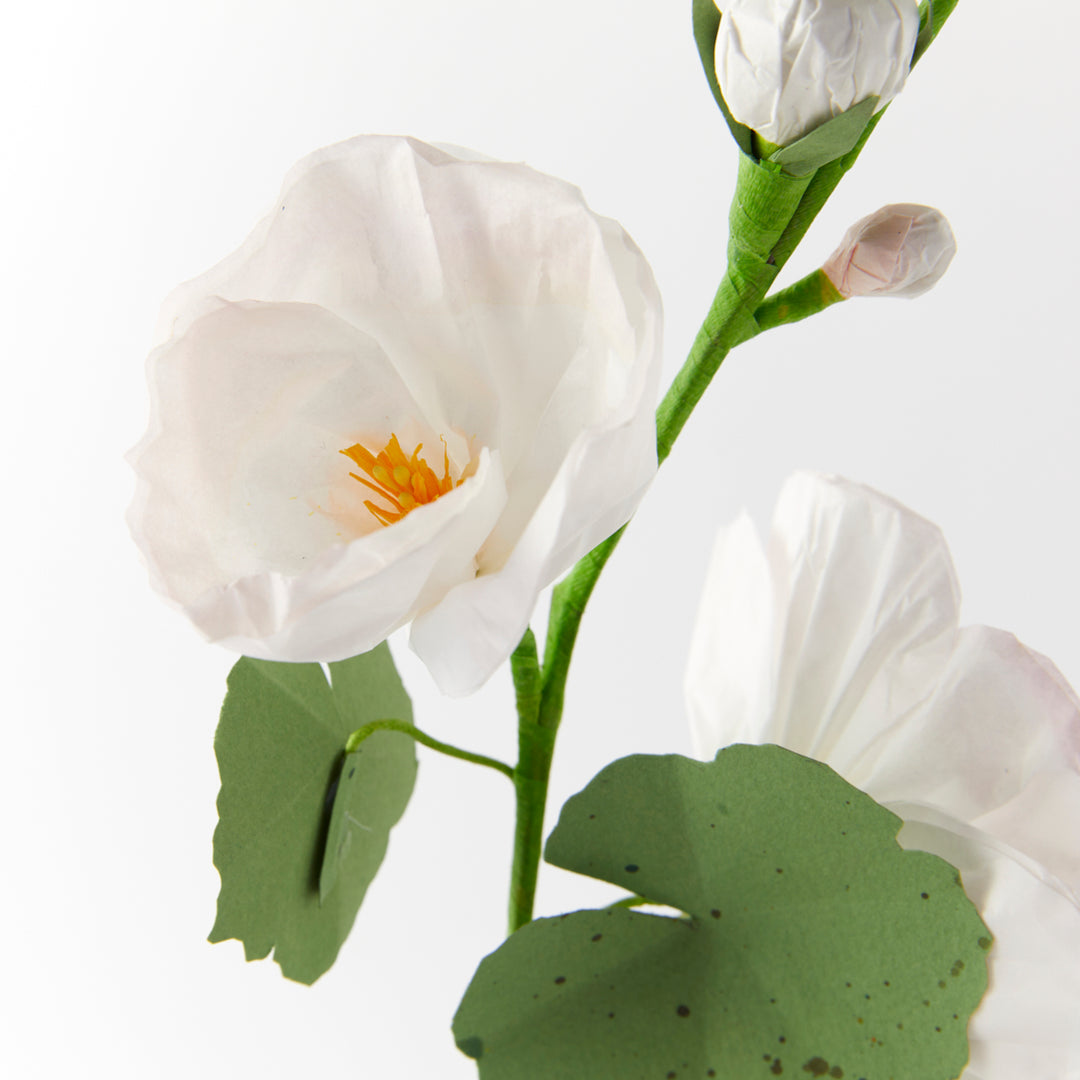 Potted Paper Hollyhock in White