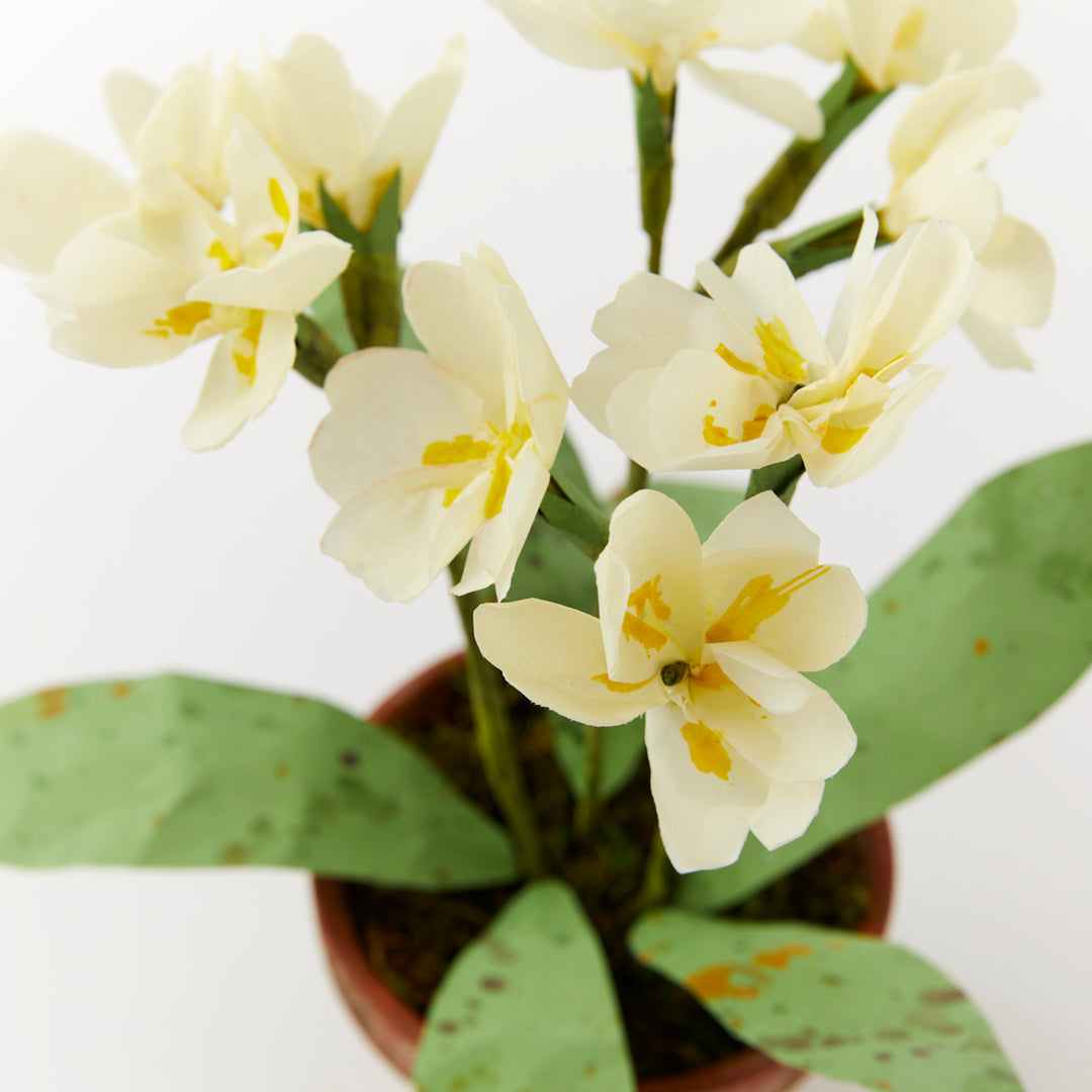 Potted Paper Primula