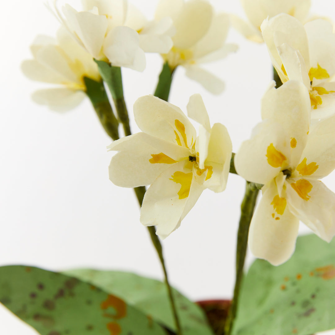Potted Paper Primula