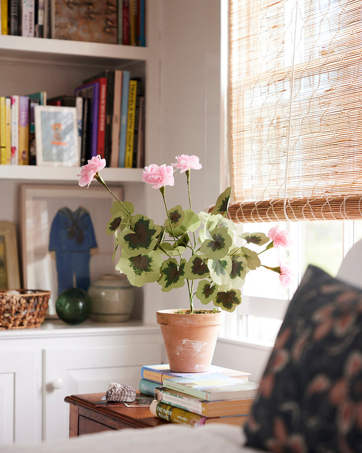 Potted Paper Geranium in Pink