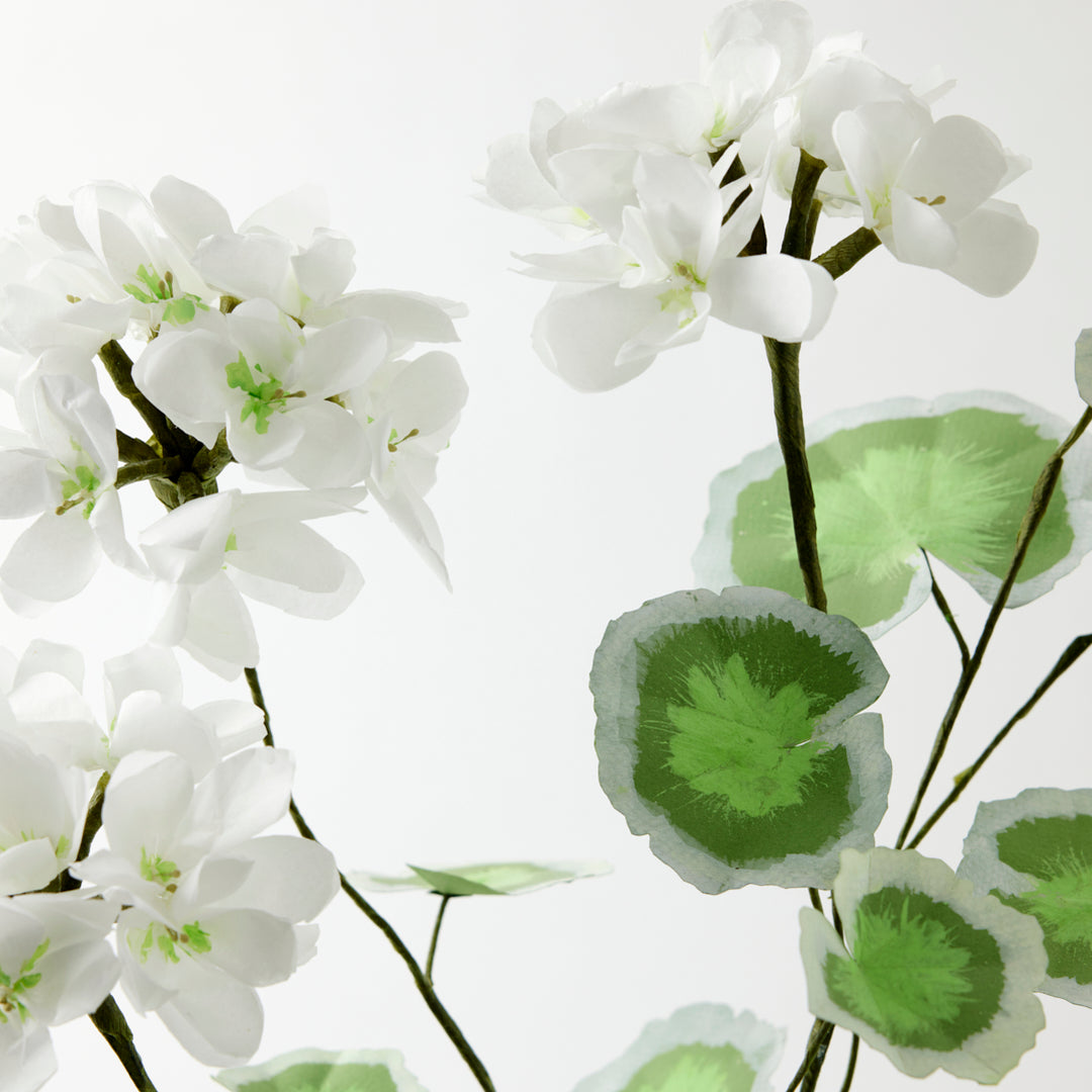 Potted Paper Geranium in White