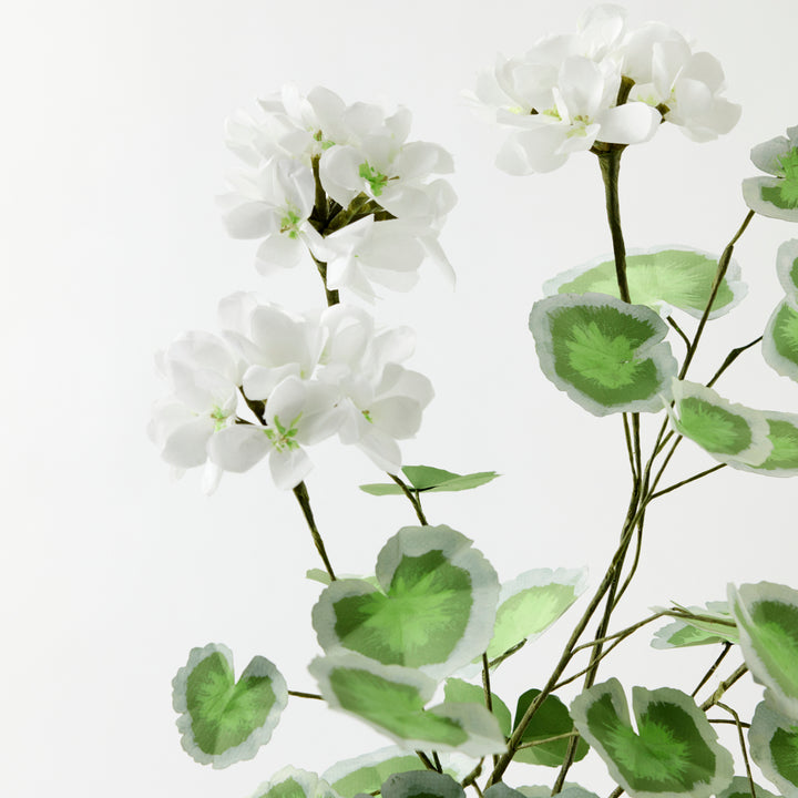 Potted Paper Geranium in White