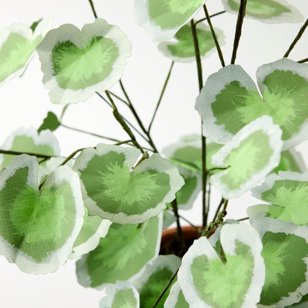 Potted Paper Geranium in White