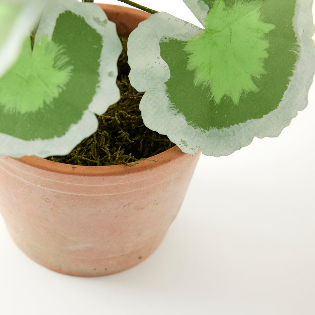 Potted Paper Geranium in White