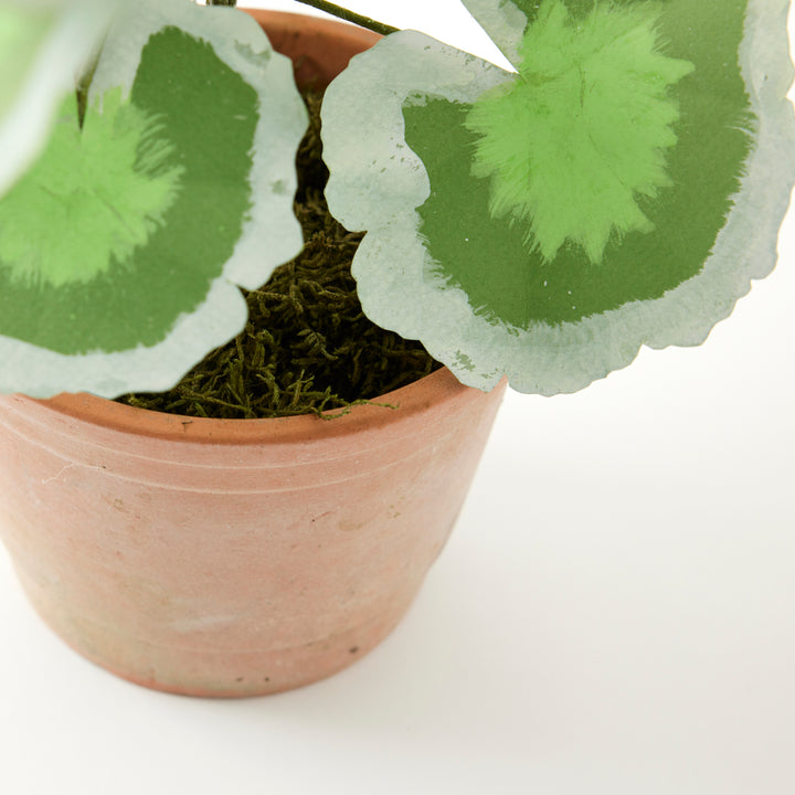 Potted Paper Geranium in White