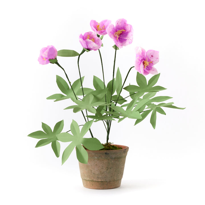 Potted Paper Hellebore
