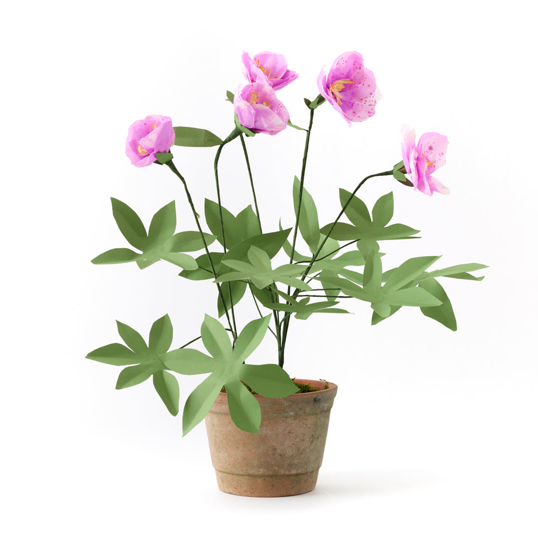 Potted Paper Hellebore