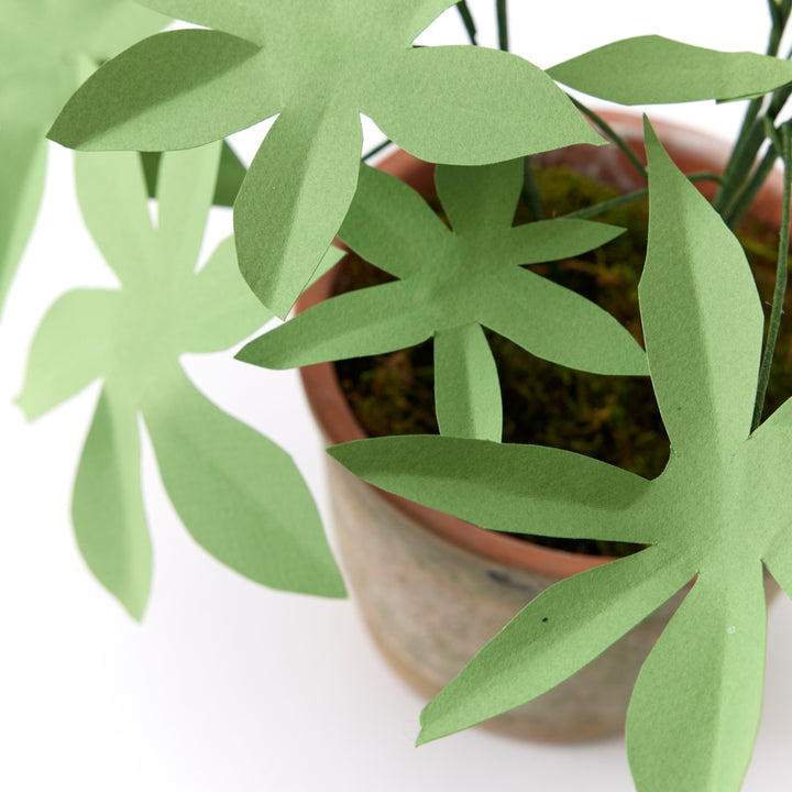 Potted Paper Hellebore