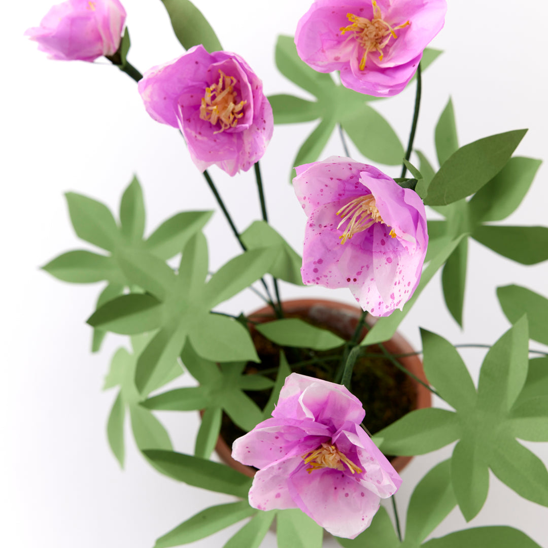Potted Paper Hellebore