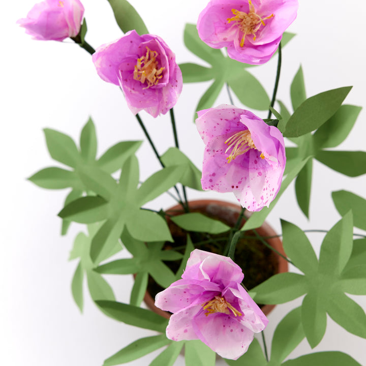 Potted Paper Hellebore