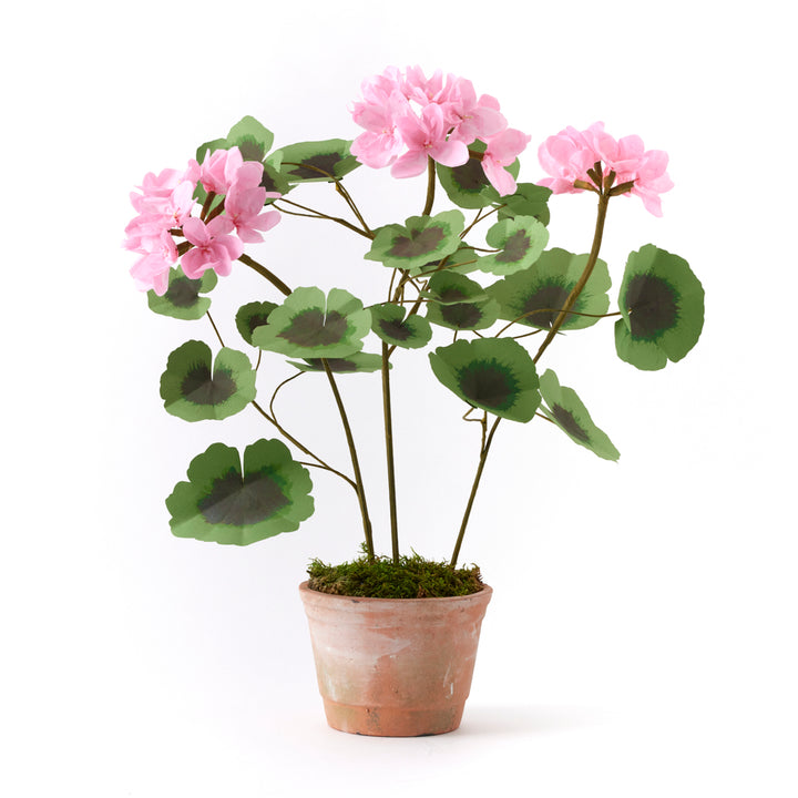 Potted Paper Geranium in Pink