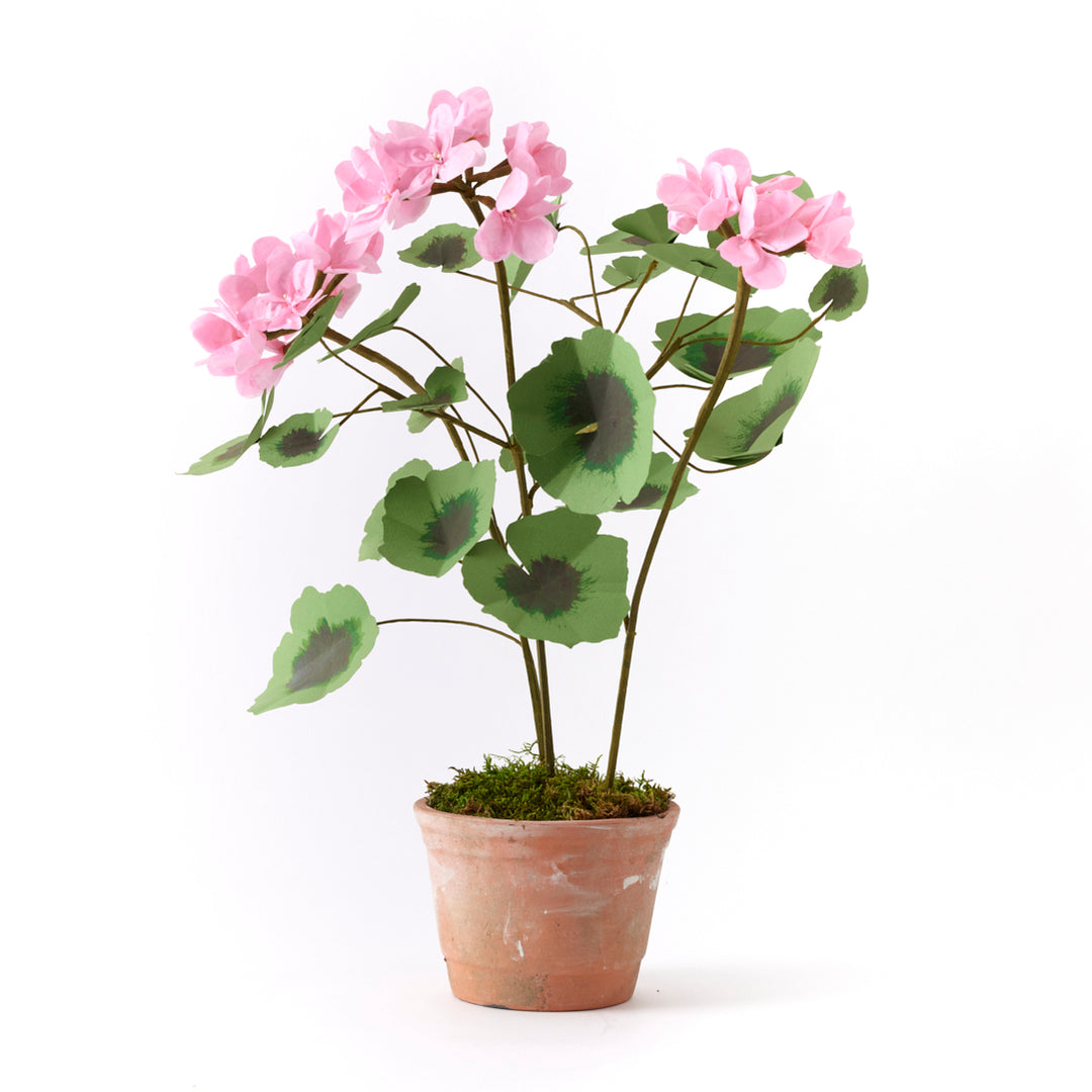 Potted Paper Geranium in Pink