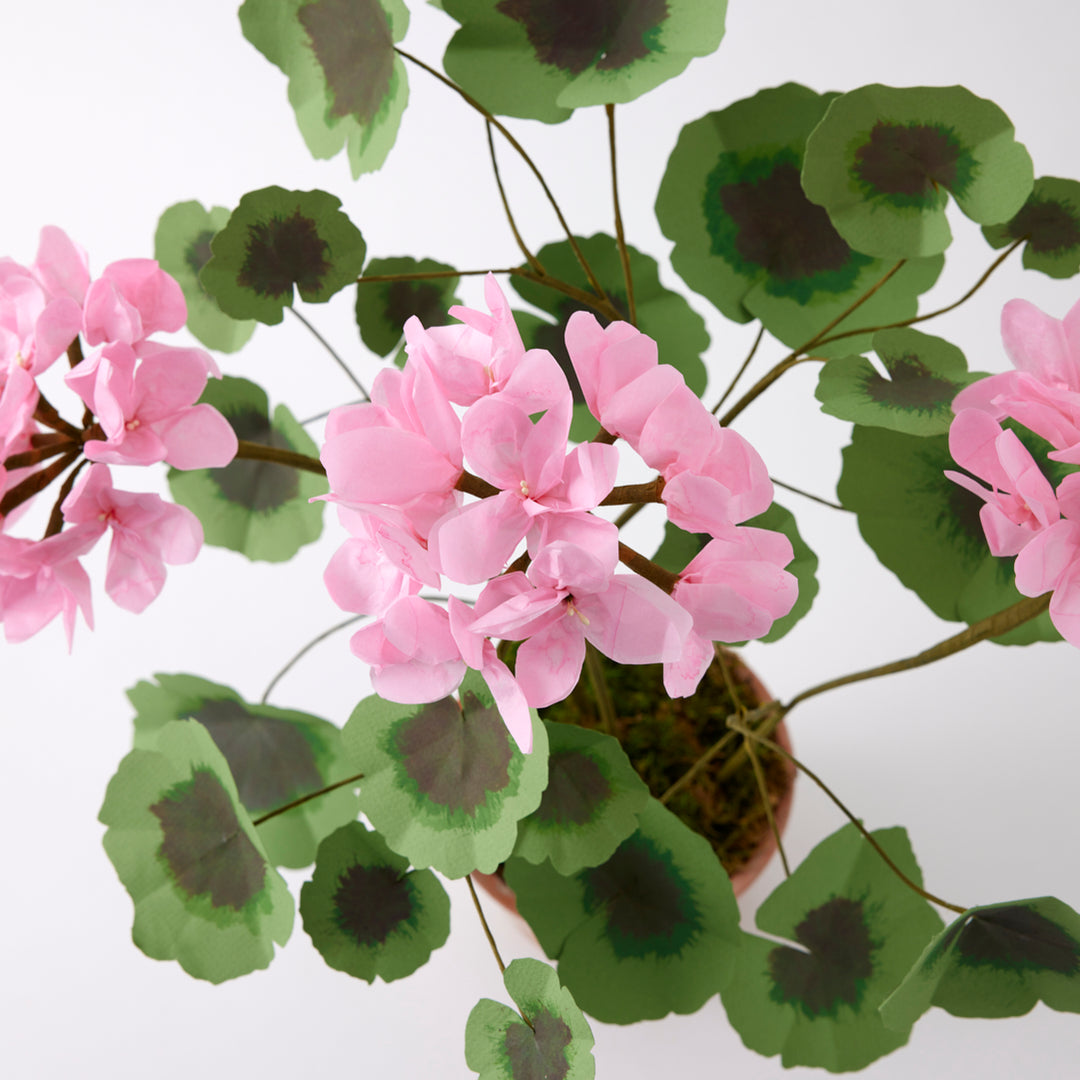 Potted Paper Geranium in Pink