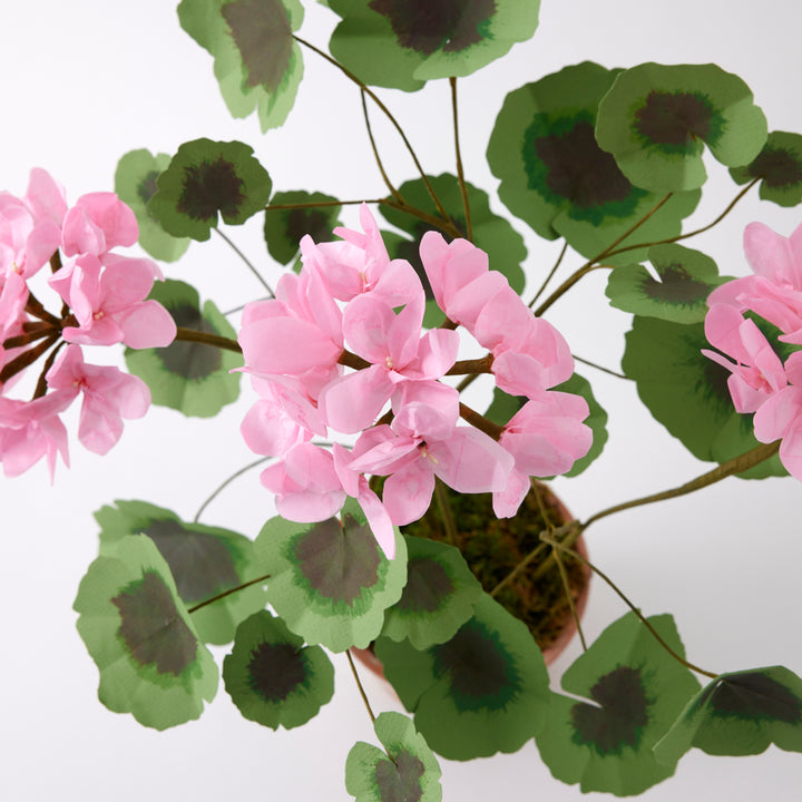 Potted Paper Geranium in Pink