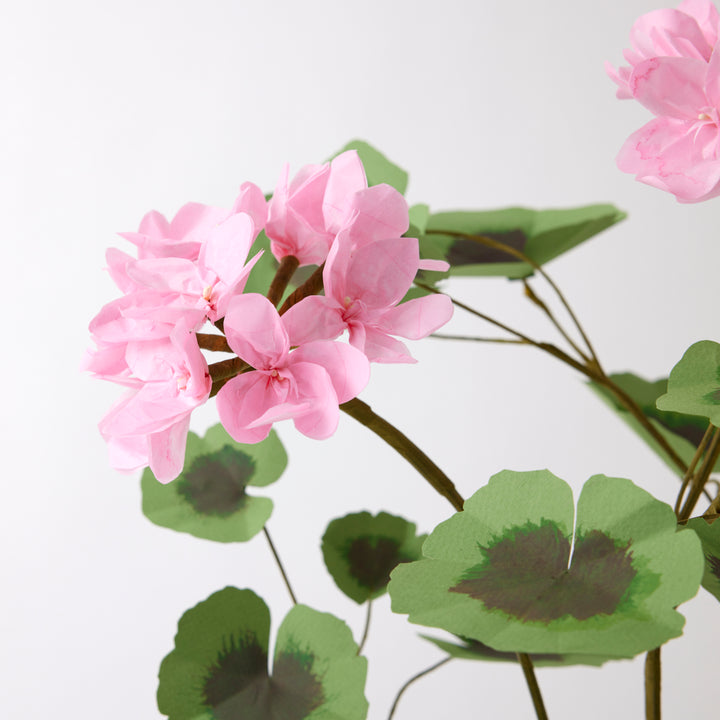 Potted Paper Geranium in Pink