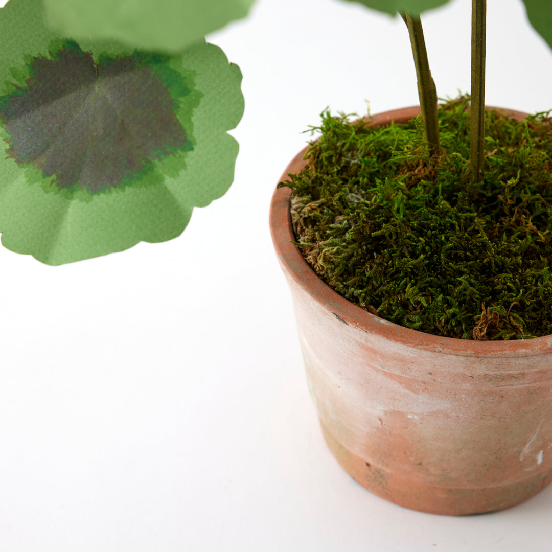 Potted Paper Geranium in Pink