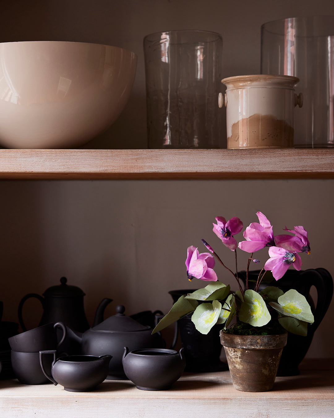 Potted Paper Cyclamen in Mauve