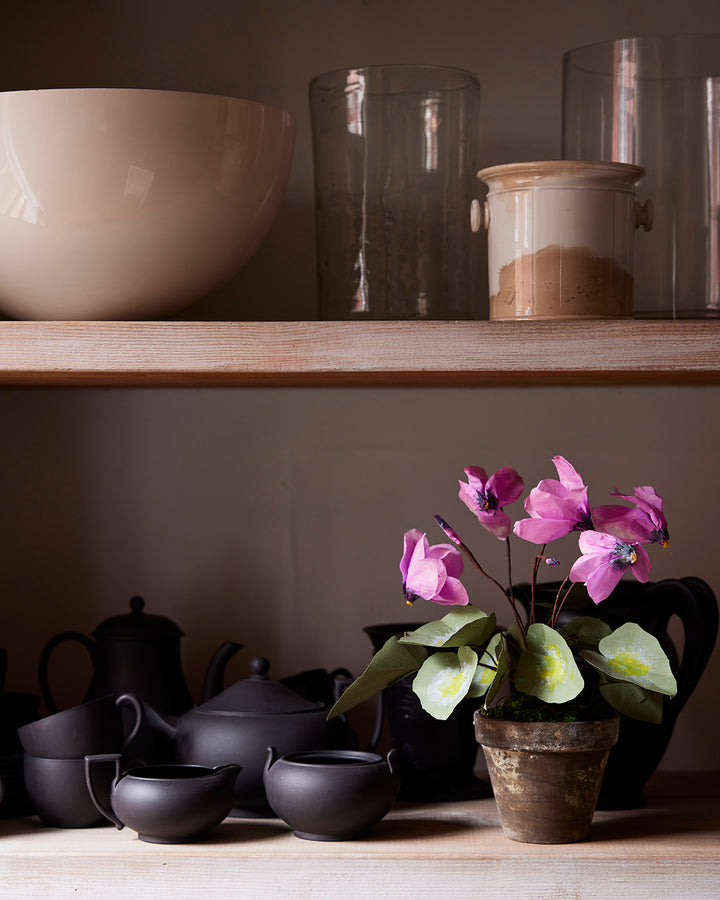 Potted Paper Cyclamen in Mauve