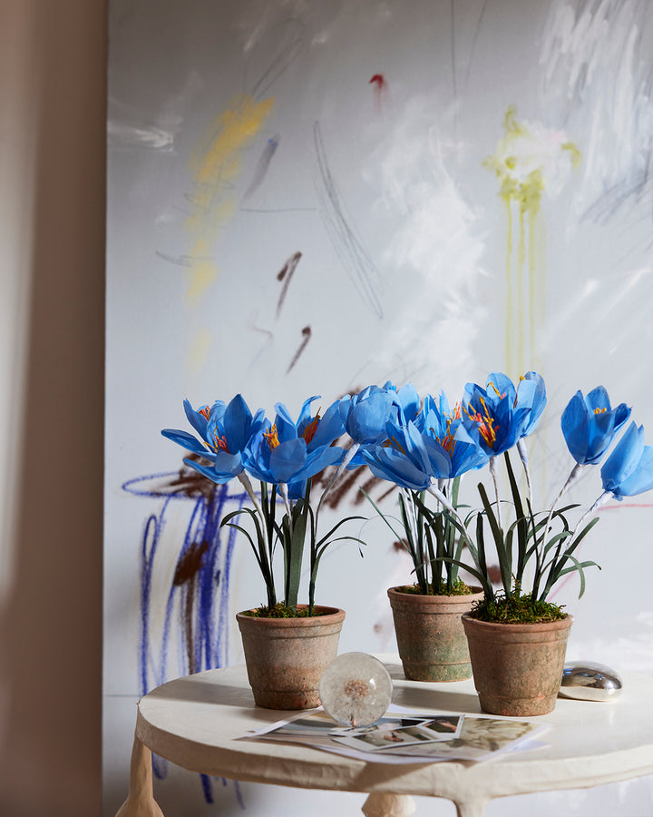 Potted Paper Crocus