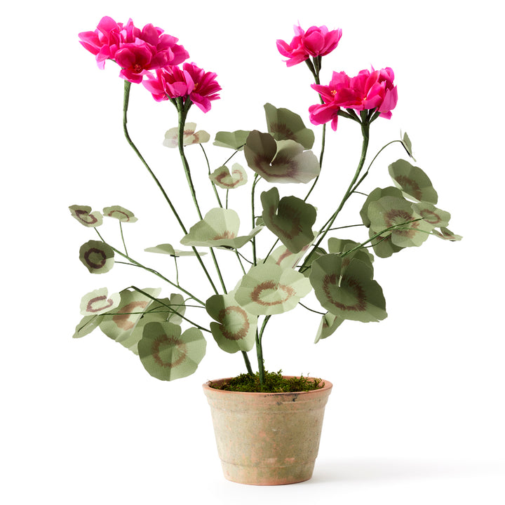 Potted Paper Geranium in Dark Pink