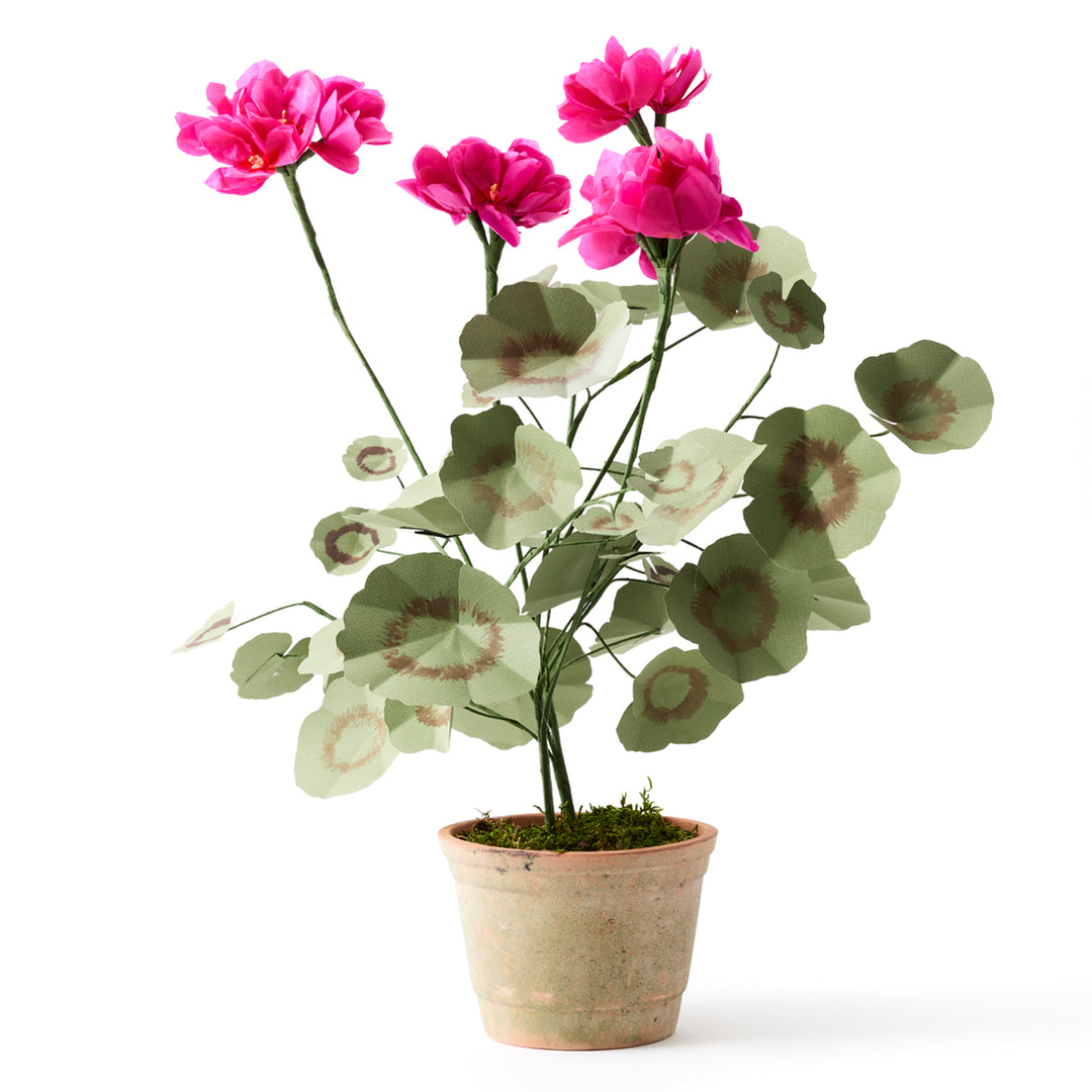 Potted Paper Geranium in Dark Pink