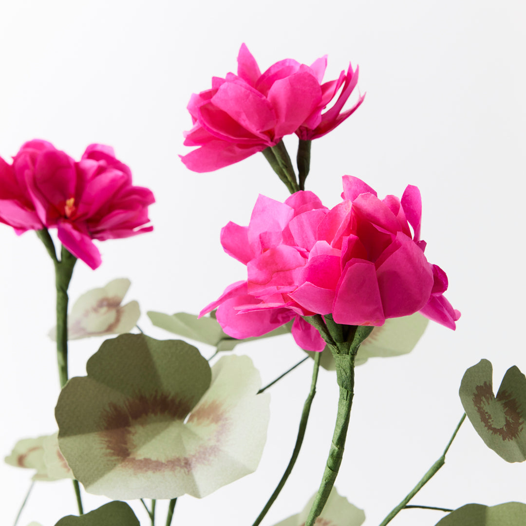 Potted Paper Geranium in Dark Pink