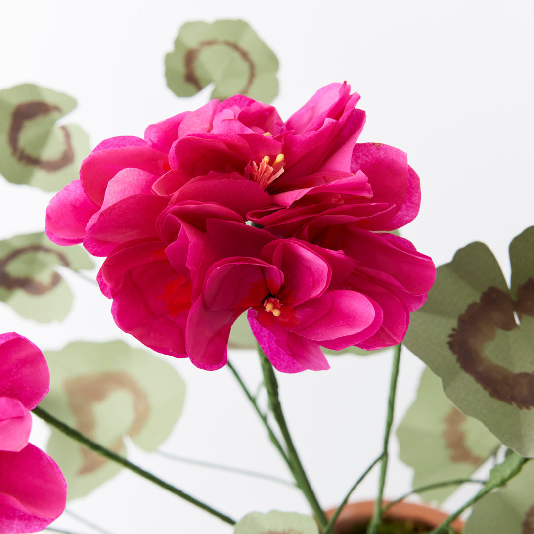 Potted Paper Geranium in Dark Pink