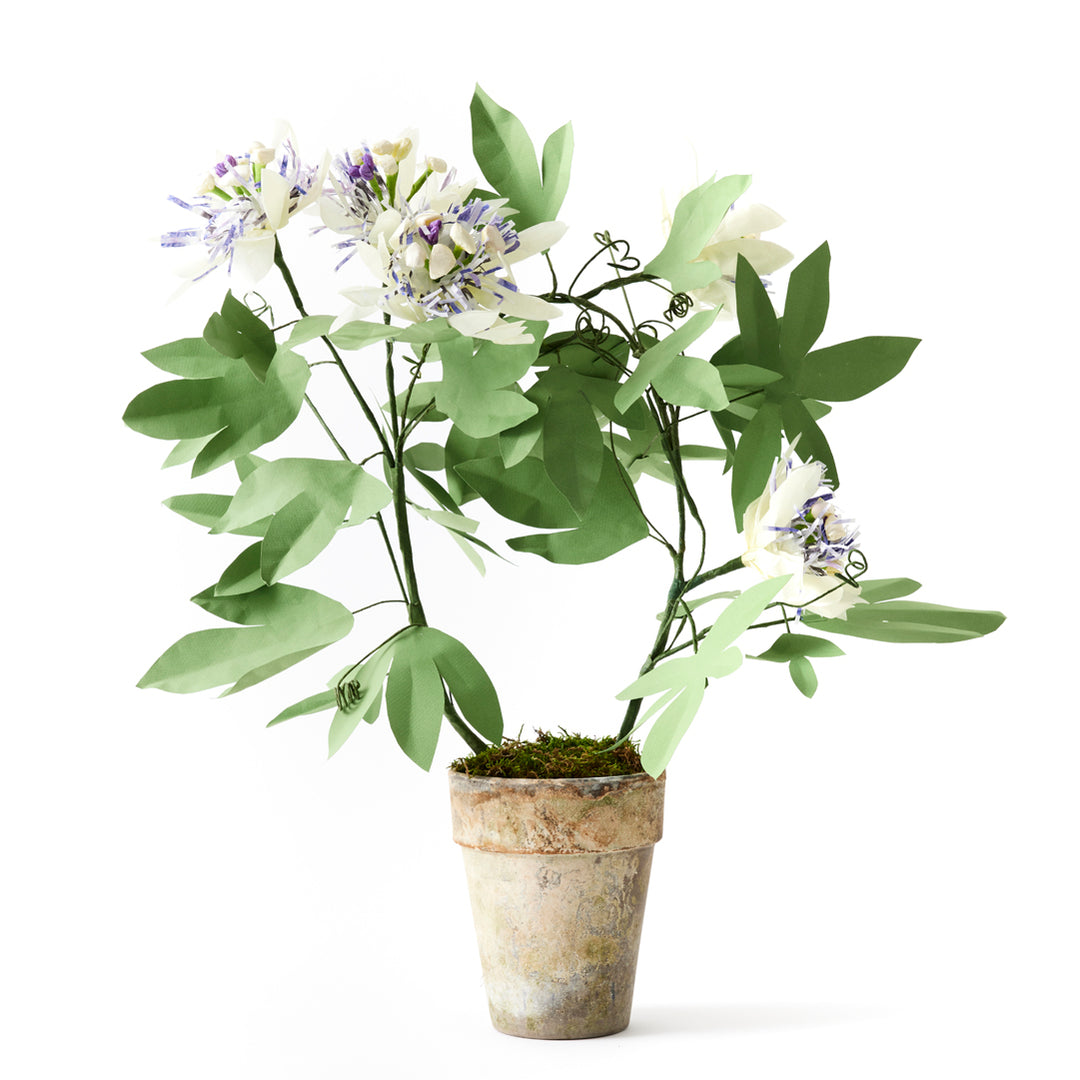 Potted Paper Passion Flower