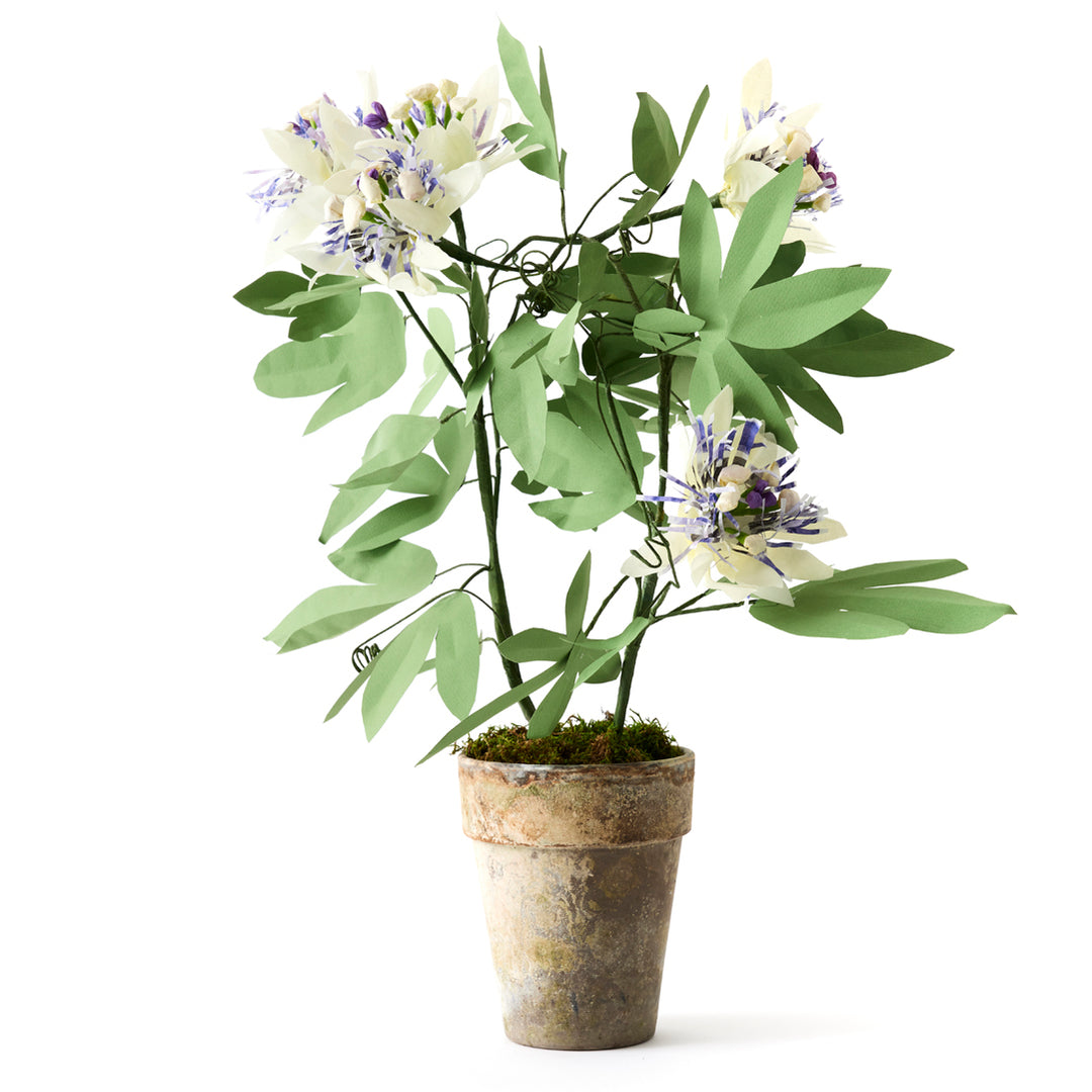 Potted Paper Passion Flower