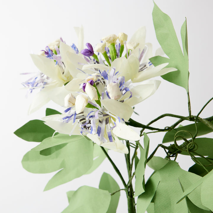 Potted Paper Passion Flower