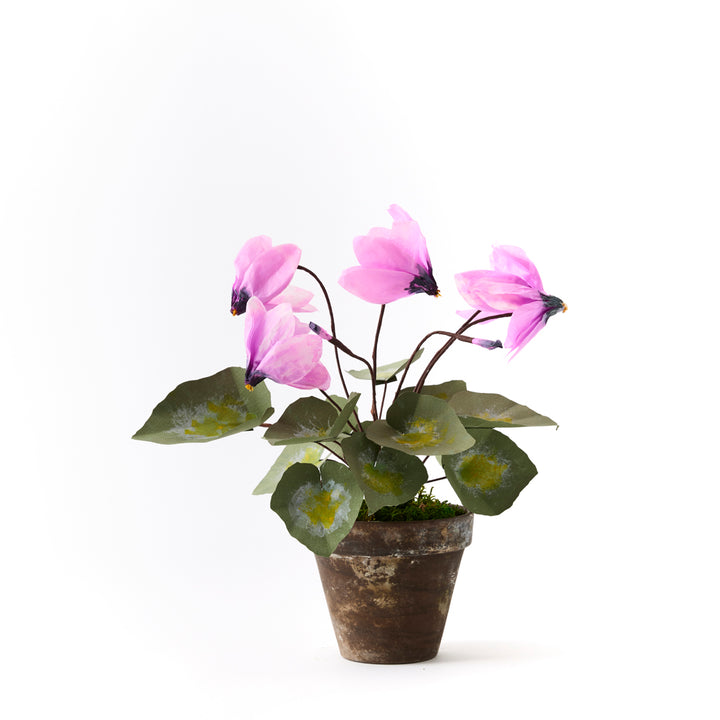 Potted Paper Cyclamen in Mauve