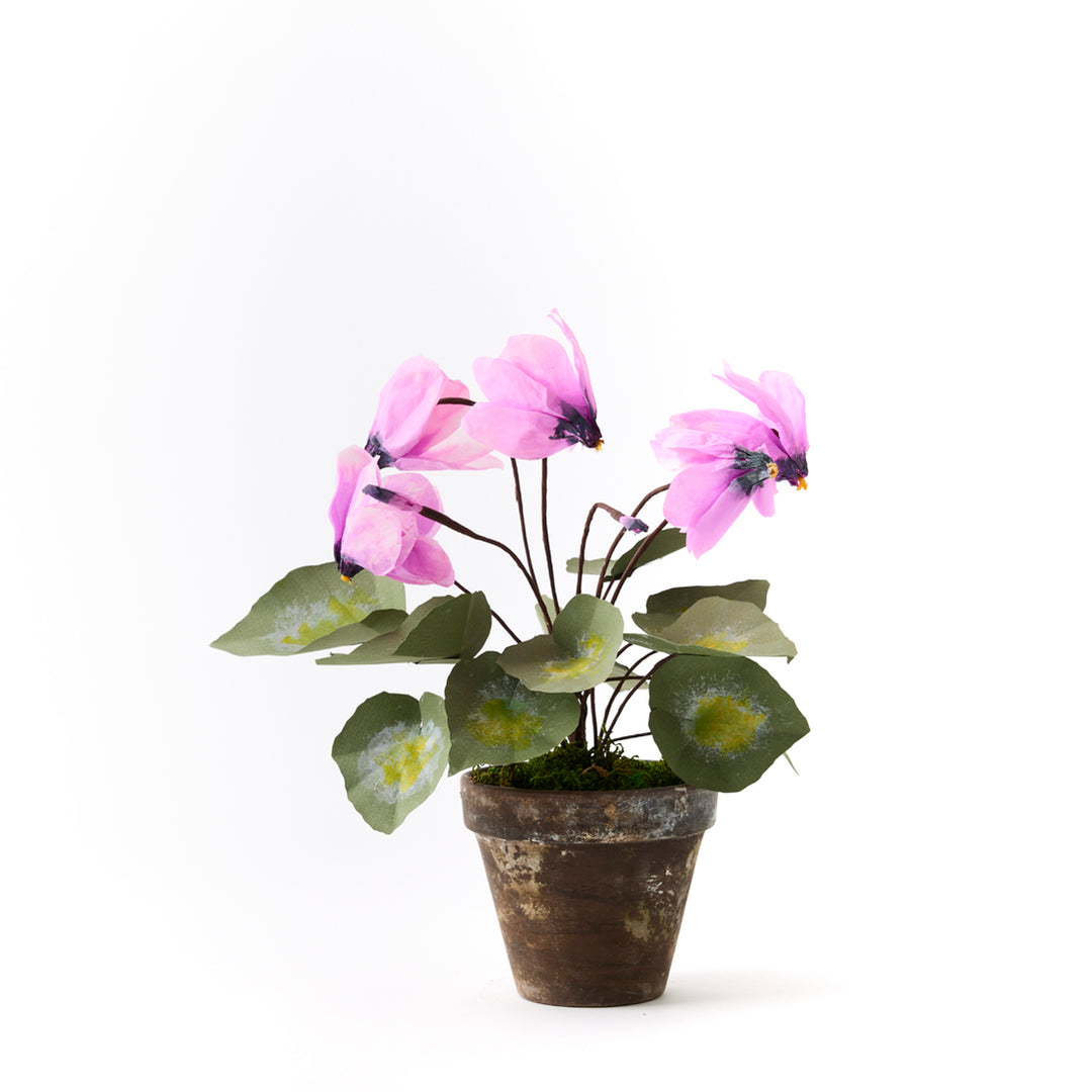 Potted Paper Cyclamen in Mauve