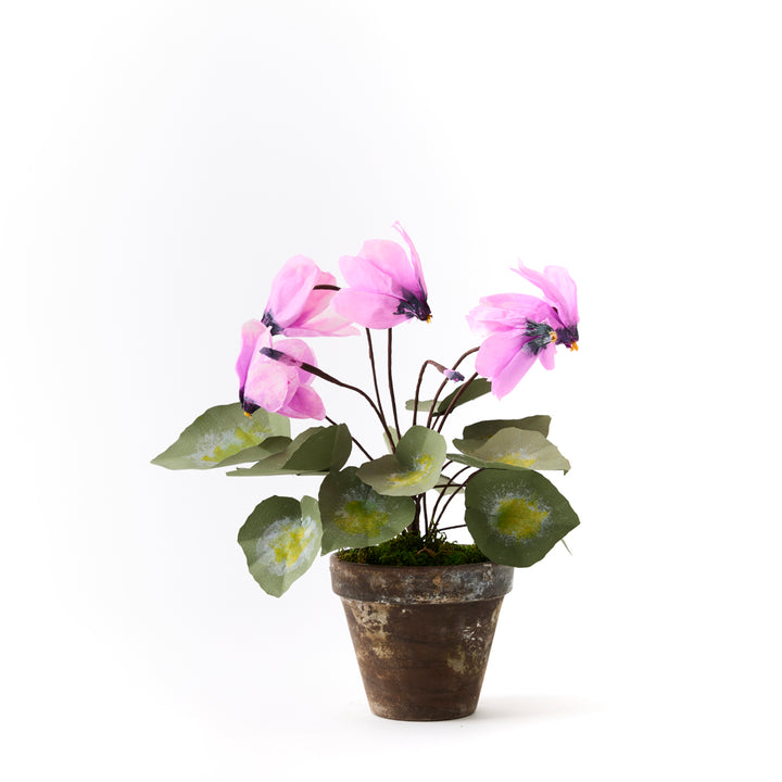 Potted Paper Cyclamen in Mauve