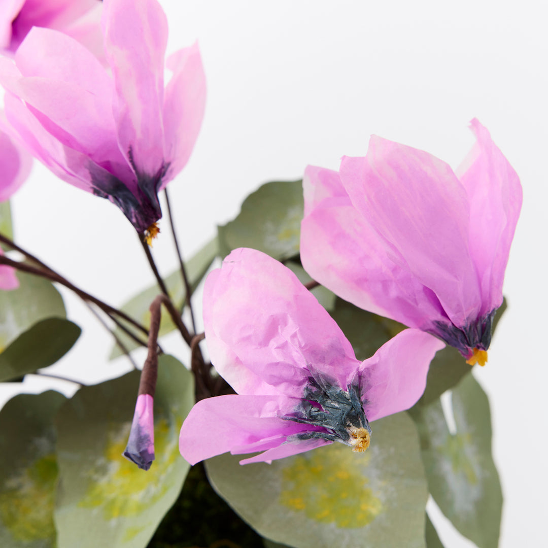 Potted Paper Cyclamen in Mauve