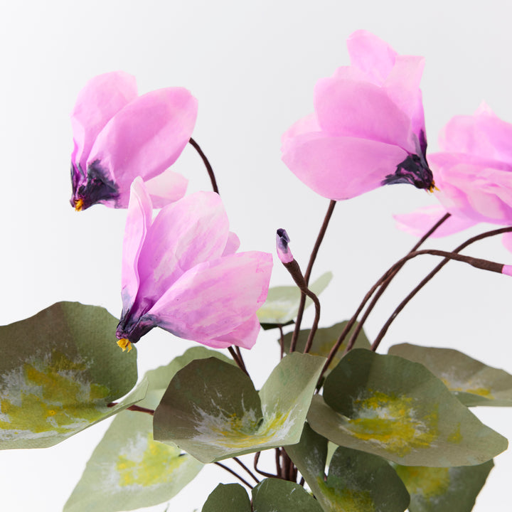 Potted Paper Cyclamen in Mauve