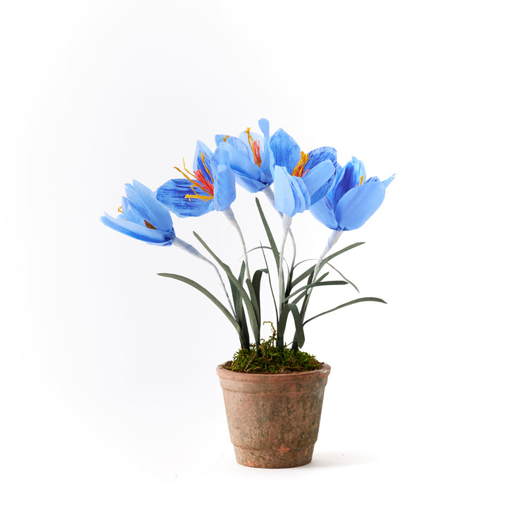 Potted Paper Crocus