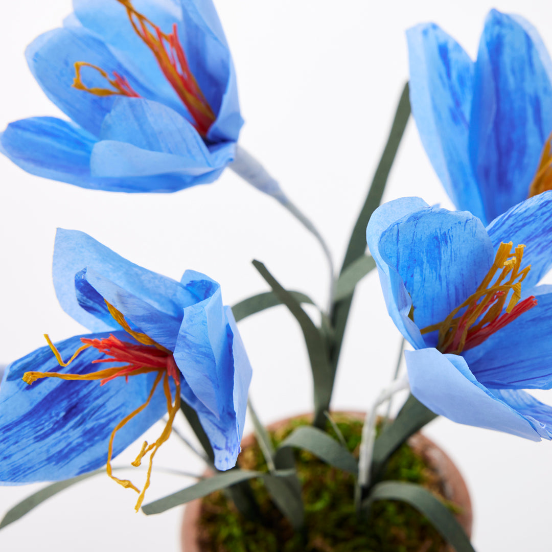 Potted Paper Crocus