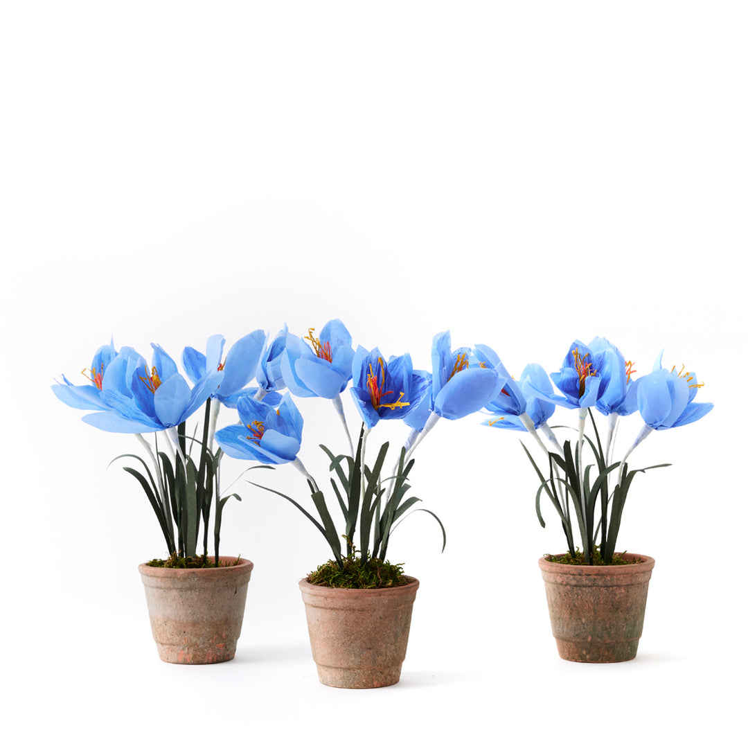 Potted Paper Crocus
