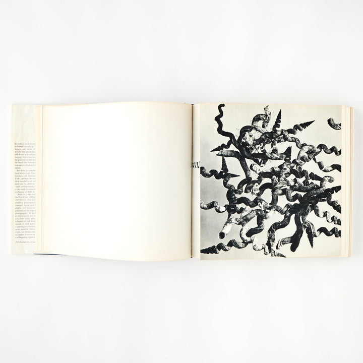 The Shell: 500 Million Years of Inspired Design