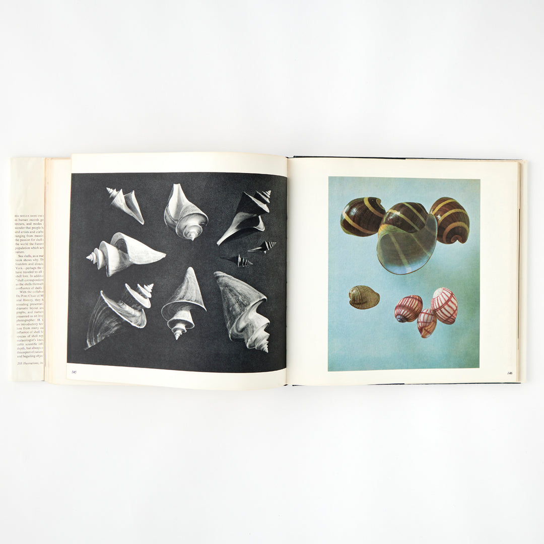 The Shell: 500 Million Years of Inspired Design