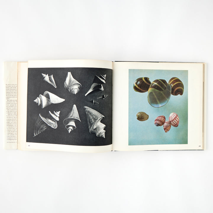The Shell: 500 Million Years of Inspired Design