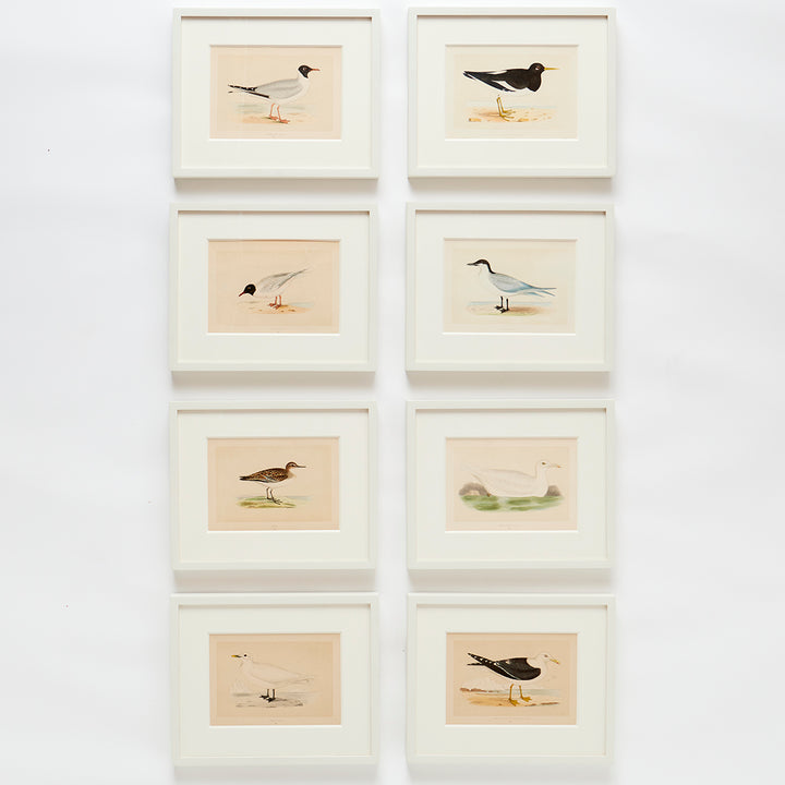Set of 8 Framed Vintage Shore Bird Prints