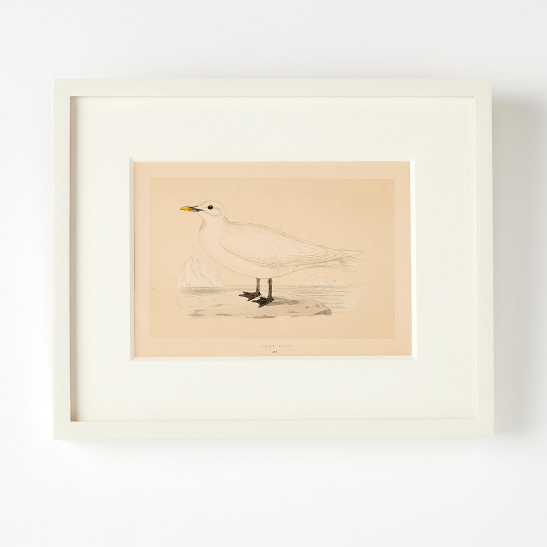 Set of 8 Framed Vintage Shore Bird Prints