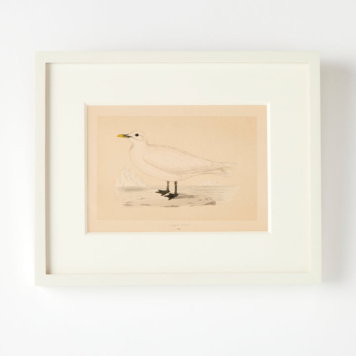Set of 8 Framed Vintage Shore Bird Prints