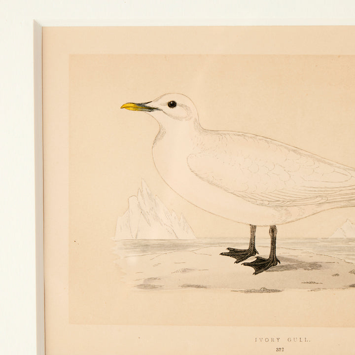 Set of 8 Framed Vintage Shore Bird Prints