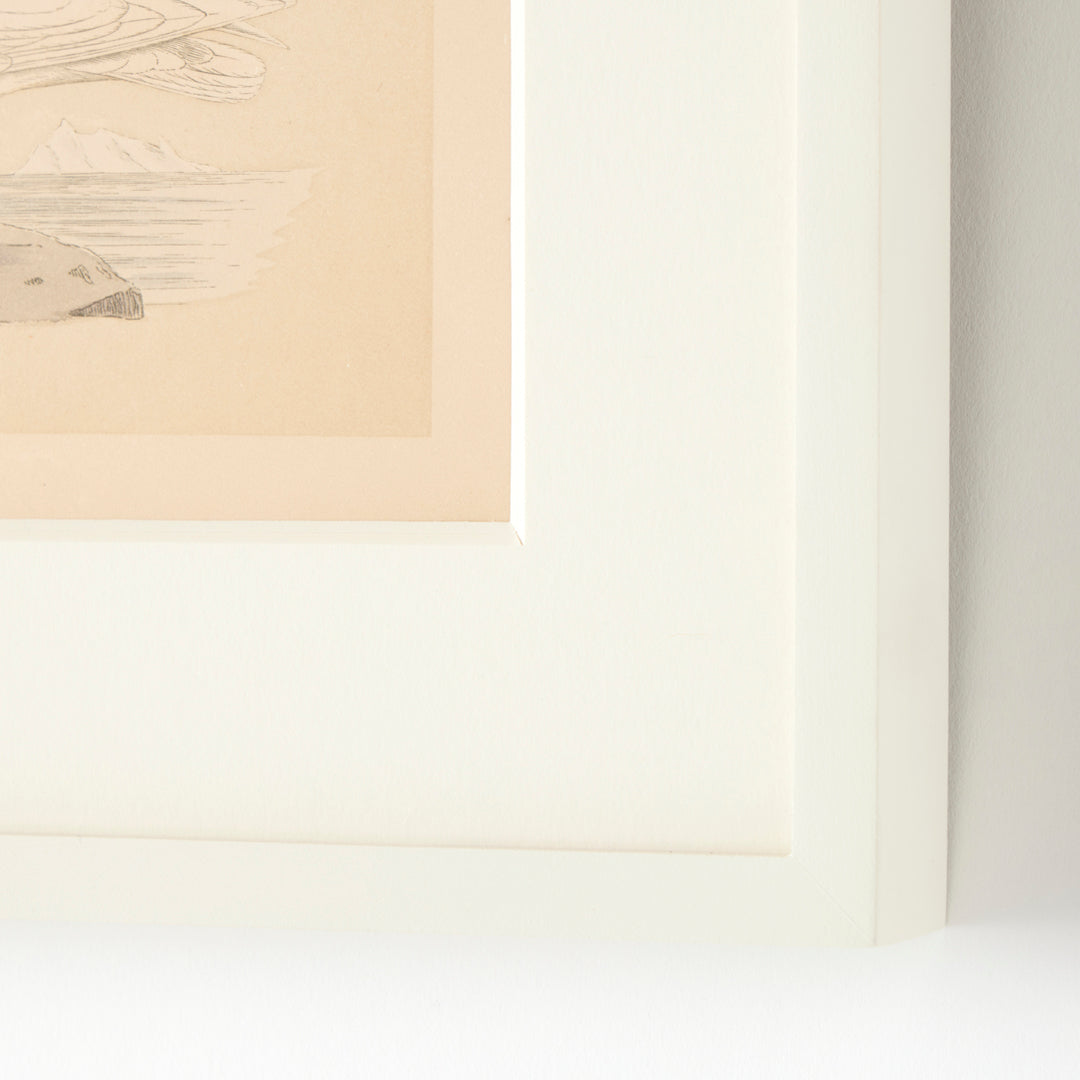 Set of 8 Framed Vintage Shore Bird Prints